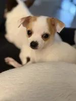 Wonton , a male Chihuahua for sale in Holyoke, MA – 1 of 4
