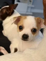 Wonton , a male Chihuahua for sale in Holyoke, MA – 4 of 4