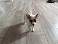 Lizzy, a female Chihuahua for sale in Holyoke, MA – Photo 2 of 6