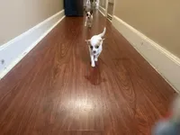 Lizzy, a female Chihuahua for sale in Holyoke, MA – Photo 5 of 6