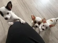 Lizzy, a female Chihuahua for sale in Holyoke, MA – Photo 3 of 6