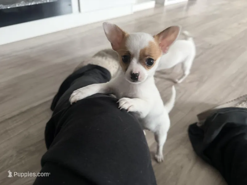 Lizzy – Chihuahua puppy for sale in Holyoke, MA