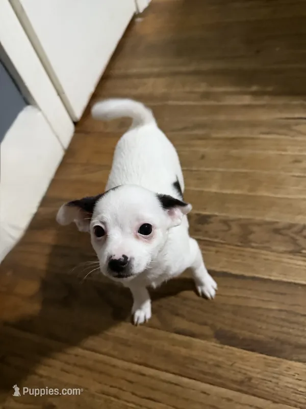 Kimchi – Chihuahua puppy for sale in Holyoke, MA
