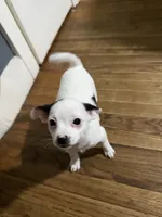 Kimchi, a female Chihuahua for sale in Holyoke, MA – 1 of 3