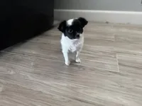 Cookie, a female Chihuahua for sale in Holyoke, MA – Photo 6 of 7