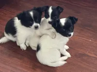 Cookie, a female Chihuahua for sale in Holyoke, MA – Photo 7 of 7