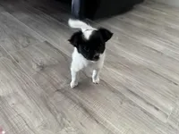 Cookie, a female Chihuahua for sale in Holyoke, MA – Photo 2 of 7