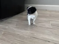 Cookie, a female Chihuahua for sale in Holyoke, MA – Photo 4 of 7