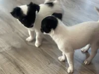 Cookie, a female Chihuahua for sale in Holyoke, MA – Photo 3 of 7