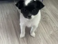 Cookie, a female Chihuahua for sale in Holyoke, MA – Photo 1 of 7