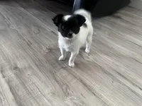 Cookie, a female Chihuahua for sale in Holyoke, MA – Photo 5 of 7