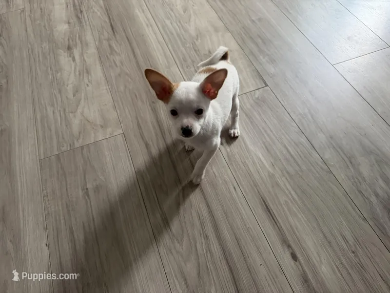 Sammy – Chihuahua puppy for sale in Holyoke, MA