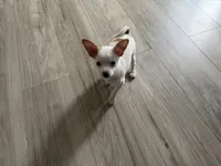 Sammy, a male Chihuahua for sale in Holyoke, MA – Photo 6 of 6