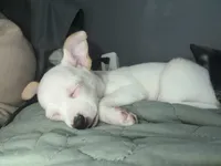 Sammy, a male Chihuahua for sale in Holyoke, MA – Photo 3 of 6