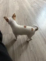 Sammy, a male Chihuahua for sale in Holyoke, MA – Photo 4 of 6