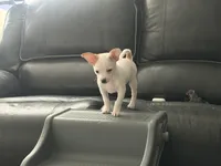 Sammy, a male Chihuahua for sale in Holyoke, MA – Photo 2 of 6