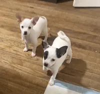 Sammy, a male Chihuahua for sale in Holyoke, MA – Photo 5 of 6