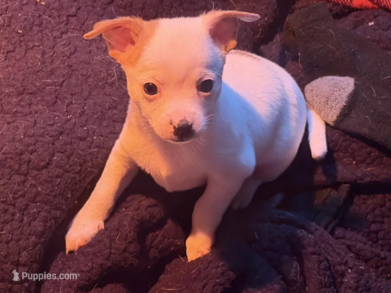 Sammy – Chihuahua puppy for sale in Holyoke, MA