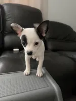 Kathy, a female Chihuahua for sale in Holyoke, MA – Photo 4 of 6