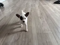 Kathy, a female Chihuahua for sale in Holyoke, MA – Photo 5 of 6