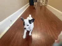 Kathy, a female Chihuahua for sale in Holyoke, MA – Photo 6 of 6