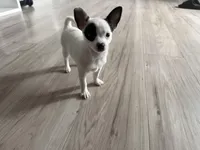 Kathy, a female Chihuahua for sale in Holyoke, MA – Photo 3 of 6