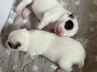 Kathy, a female Chihuahua for sale in Holyoke, MA – Photo 2 of 6