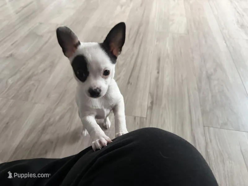 Kathy, a female Chihuahua for sale in Holyoke, MA – Photo 1 of 6