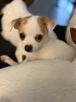Wonton , a male Chihuahua for sale in Holyoke, MA – 3 of 4