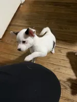 Kimchi, a female Chihuahua for sale in Holyoke, MA – 3 of 3