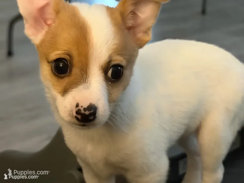 Dumpling – Chihuahua puppy for sale in Holyoke, MA
