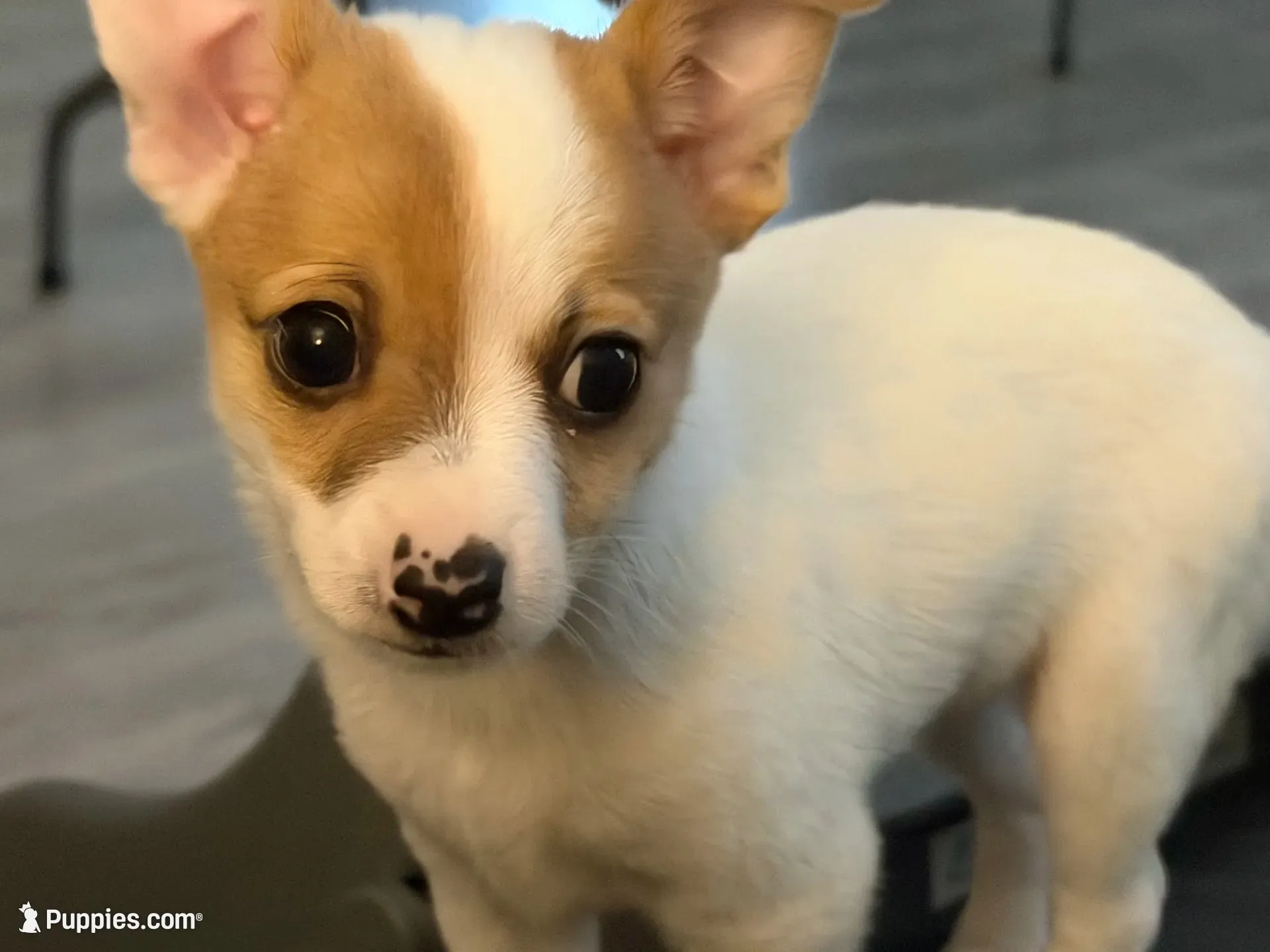 Dumpling, a male Chihuahua for sale in Holyoke, MA – 1 of 4