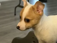 Dumpling, a male Chihuahua for sale in Holyoke, MA – 2 of 4