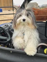 Rosa, a female Maltese and Toy Australian Shepherd for sale in Lexington, OK – Photo 6 of 6