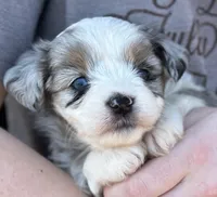 Rosa, a female Maltese and Toy Australian Shepherd for sale in Lexington, OK – Photo 1 of 6