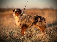 Rosa, a female Maltese and Toy Australian Shepherd for sale in Lexington, OK – Photo 5 of 6