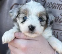 Rosa, a female Maltese and Toy Australian Shepherd for sale in Lexington, OK – Photo 2 of 6