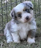 Sterling, a male Toy Australian Shepherd and Havamalt for sale in Lexington, OK – 2 of 10