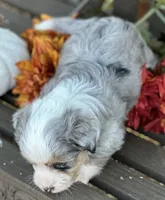 Sterling, a male Toy Australian Shepherd and Havamalt for sale in Lexington, OK – 6 of 10