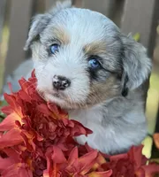 Sterling, a male Toy Australian Shepherd and Havamalt for sale in Lexington, OK – 8 of 10