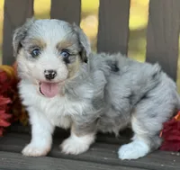 Sterling, a male Toy Australian Shepherd and Havamalt for sale in Lexington, OK – 7 of 10