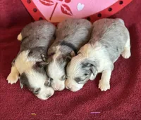 Sister, a female Maltese and Toy Australian Shepherd for sale in Lexington, OK – Photo 2 of 8