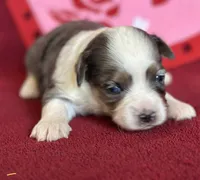 Sister, a female Maltese and Toy Australian Shepherd for sale in Lexington, OK – Photo 6 of 8