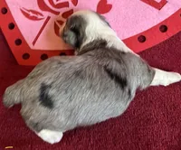 Sister, a female Maltese and Toy Australian Shepherd for sale in Lexington, OK – Photo 7 of 8