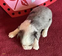Sister, a female Maltese and Toy Australian Shepherd for sale in Lexington, OK – Photo 1 of 8