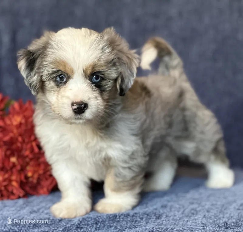Sterling – Maltese, Toy Australian Shepherd puppy for sale in Lexington, OK