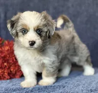 Sterling, a male Maltese and Toy Australian Shepherd for sale in Lexington, OK – 1 of 10