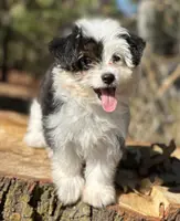 Esther, a female Maltese and Toy Australian Shepherd for sale in Lexington, OK – Photo 2 of 10