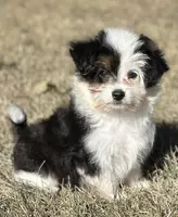 Esther, a female Maltese and Toy Australian Shepherd for sale in Lexington, OK – Photo 8 of 10