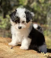 Esther, a female Maltese and Toy Australian Shepherd for sale in Lexington, OK – Photo 7 of 10